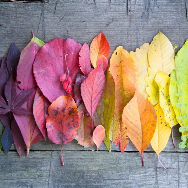 Autumn leaves and berries, Autumn background, Colors of Fall