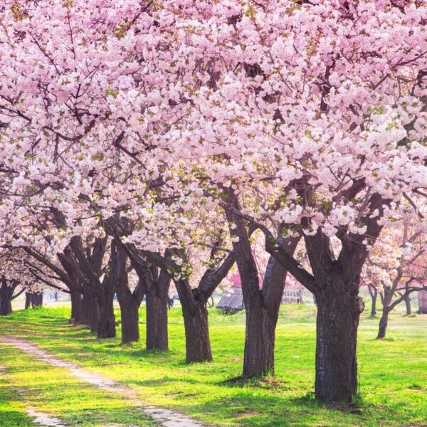 桜の並木　千曲川河川公園・長野県小布施町