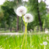 Pair of intertwined dandelions with white puffballs, zoom focus effect.